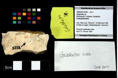 Foto (Objekt + Etikett) von Galatheites sp.  (NHMW-GEO-1990-0041-3238)